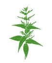 Nettle plant. Isolated nettle on white background